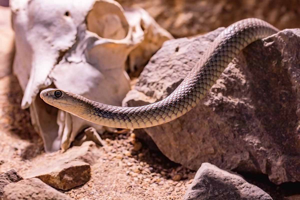 Australian Eastern Brown Snake